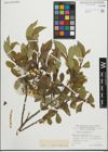 Foto von Salix pentandra L.